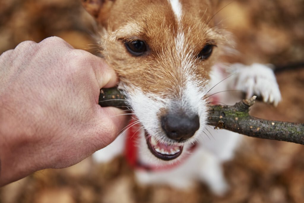 Dog play with a branch in autumn forest