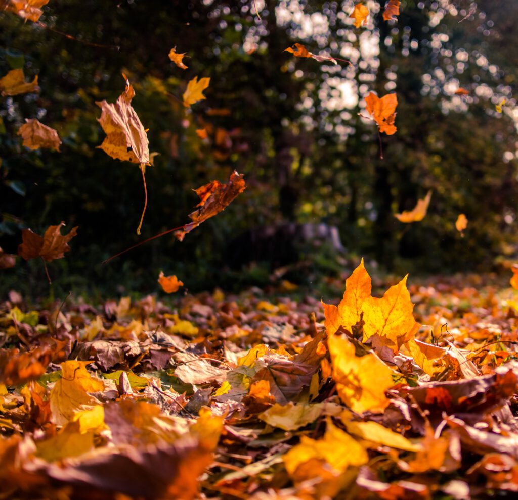 Falling leaves