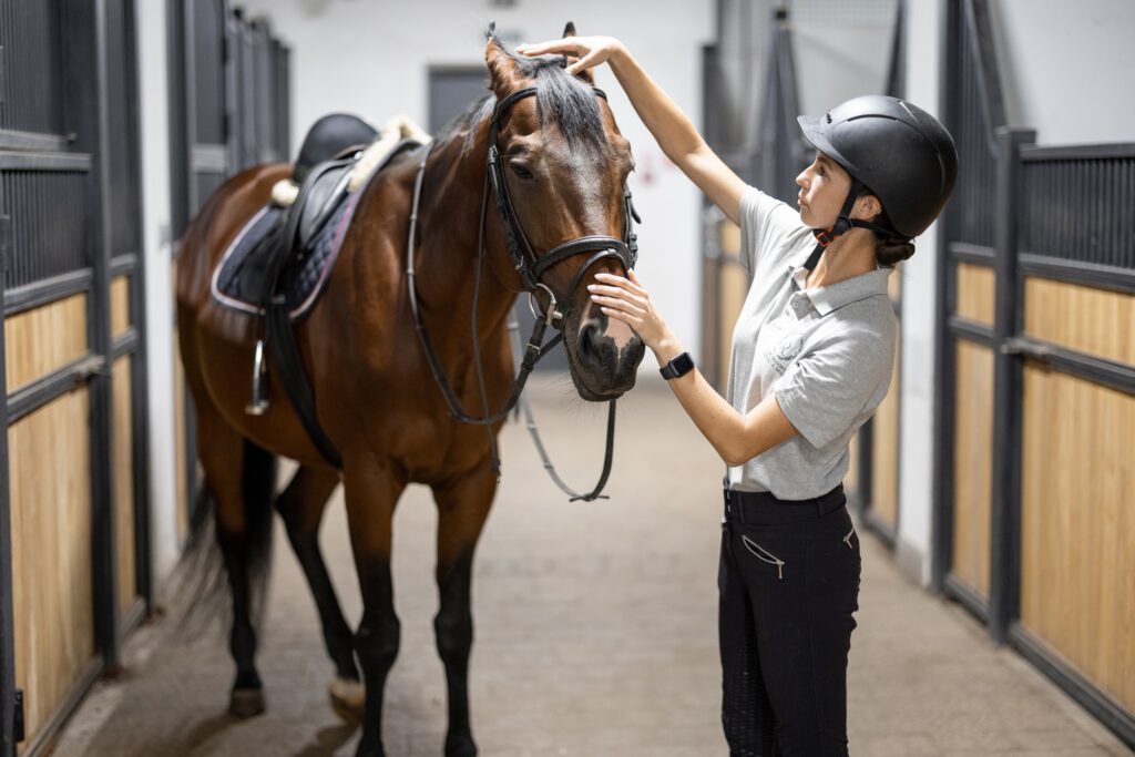 Female horseman with Thoroughbred horse in stable